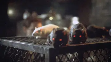 Задник до фільму "Rats - Notte di terrore" #1637228