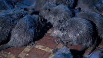 Задник до фільму "Rats - Notte di terrore" #1637232