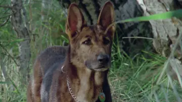 Задник до фільму "El Perro" #1883556