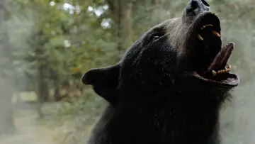 Задник до фильму"Ведмідь під кайфом" #718949