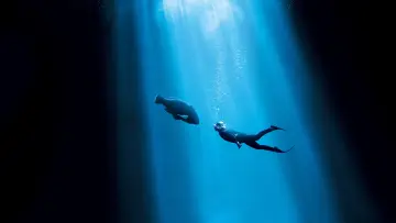 Задник до фильму"Blueback" #401997