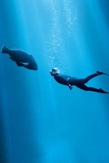 Постер до фильму"Blueback" #402003