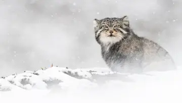 Задник до фильму"La Panthère des neiges" #1028706