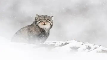 Задник до фильму"La Panthère des neiges" #390740