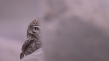 Задник до фильму"La Panthère des neiges" #390743
