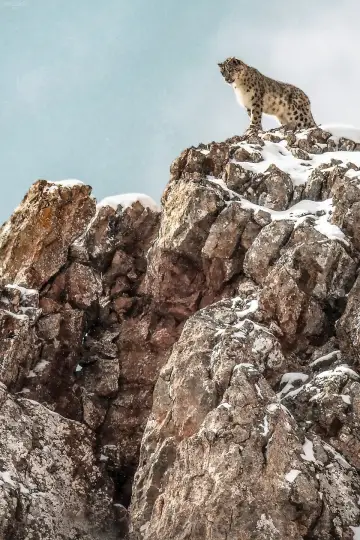 La Panthère des neiges