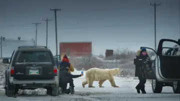 Задник до фільму "Nuisance Bear" #1803802