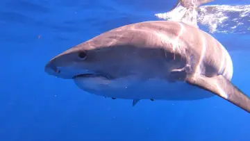 Задник до фільму "Hawaii: Sharks of the Fire Goddess" #1818986