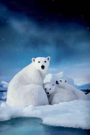Постер до фільму "To the Arctic 3D" #1886206