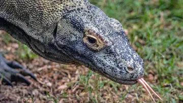 Задник до фильму"Dragons of Komodo" #1153496