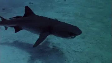 Задник до фильму"Sharks