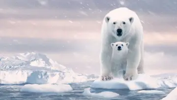 Задник до фильму"Polar Bear" #429440
