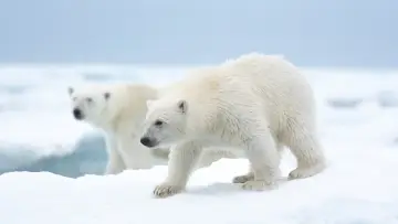 Задник до фильму"Polar Bear" #429441