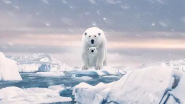 Задник до фильму"Polar Bear" #429442
