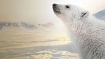 Задник до фильму"Polar Bear" #429443