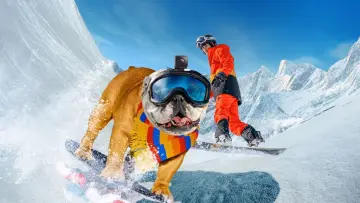 Задник до фильму"Powder Pup" #443575