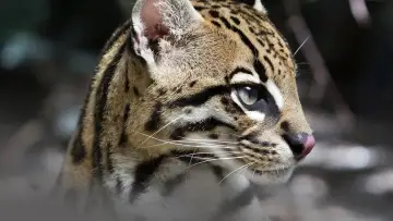Задник до фільму "Deep in the Heart: A Texas Wildlife Story" #1040952
