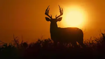 Задник до фільму "Deep in the Heart: A Texas Wildlife Story" #402655
