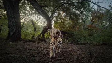 Задник до фільму "Deep in the Heart: A Texas Wildlife Story" #402656