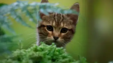 Задник до фільму "Котяче життя. Велика пригода Муурр" #1023372