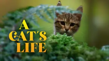 Задник до фільму "Котяче життя. Велика пригода Муурр" #1023374