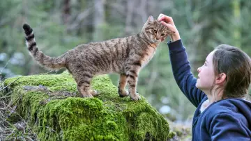 Задник до фільму "Котяче життя. Велика пригода Муурр" #385337