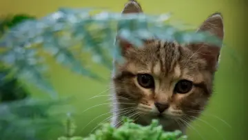 Задник до фільму "Котяче життя. Велика пригода Муурр" #385338