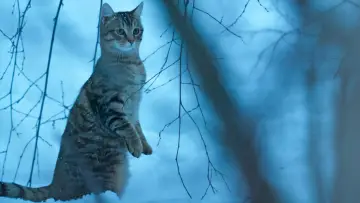 Задник до фільму "Котяче життя. Велика пригода Муурр" #385340