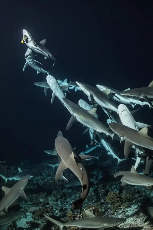 Постер до фільму "700 Sharks"