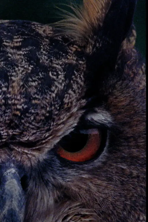 Постер до фільму "B for Bartleby"