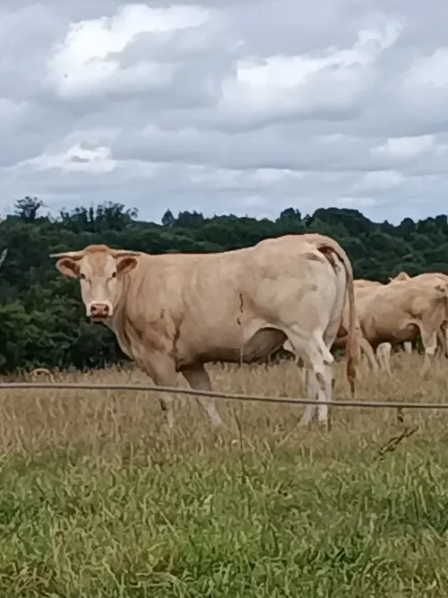 Постер до фільму "promenade"
