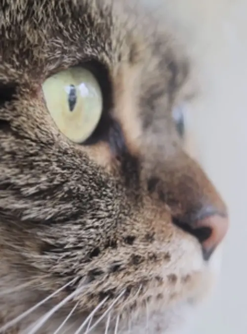 Постер до фільму "Cat"