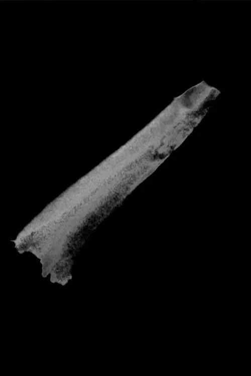 Постер до фільму "Colmillos"