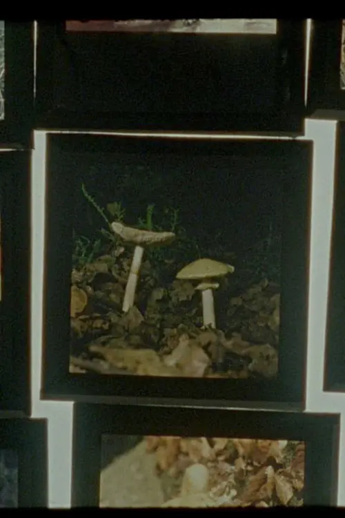 Постер до фільму "Shadow-Forest"