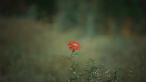 Відео до фільму The Merchant of Vinashna | The Merchant Of Vinashna - Official Trailer