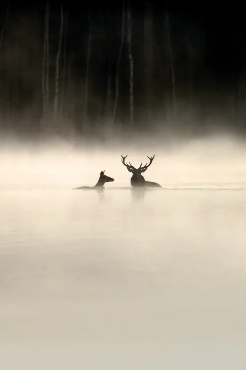 Постер до фільму "Whispers in the Woods"