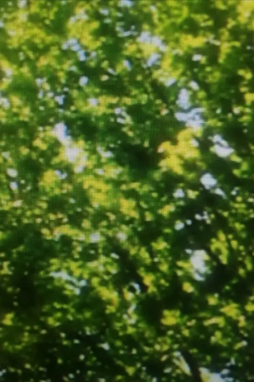 Постер до фільму "Green Leaves"