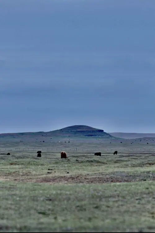 Постер до фільму "Grassland"