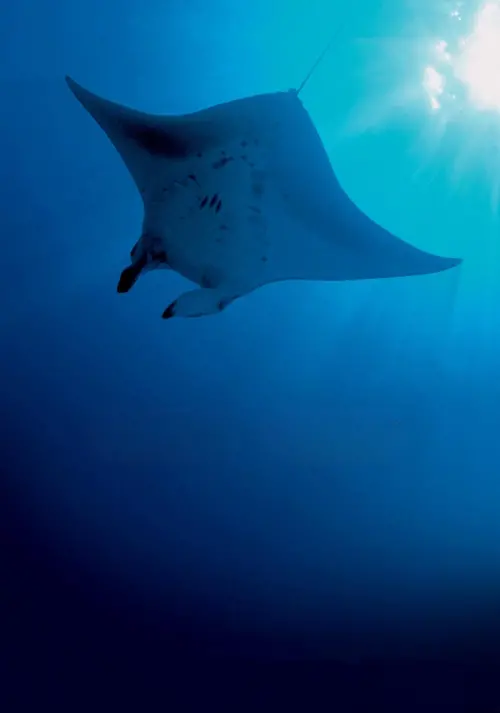 Постер до фільму "Deep Blue"