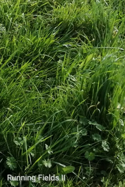 Постер до фільму "Running Fields II"