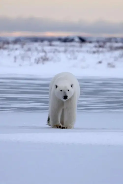 Постер до фільму "Polar Bear Country"