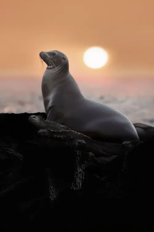 Постер до фільму "Sea Lions of the Galapagos"