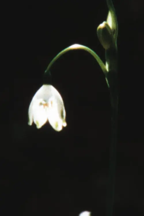 Постер до фільму "how to make magic"