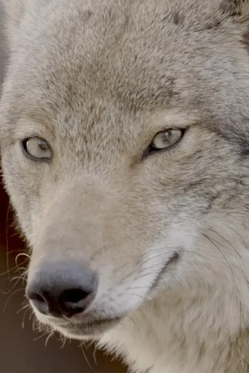 Постер до фільму "Coywolf"