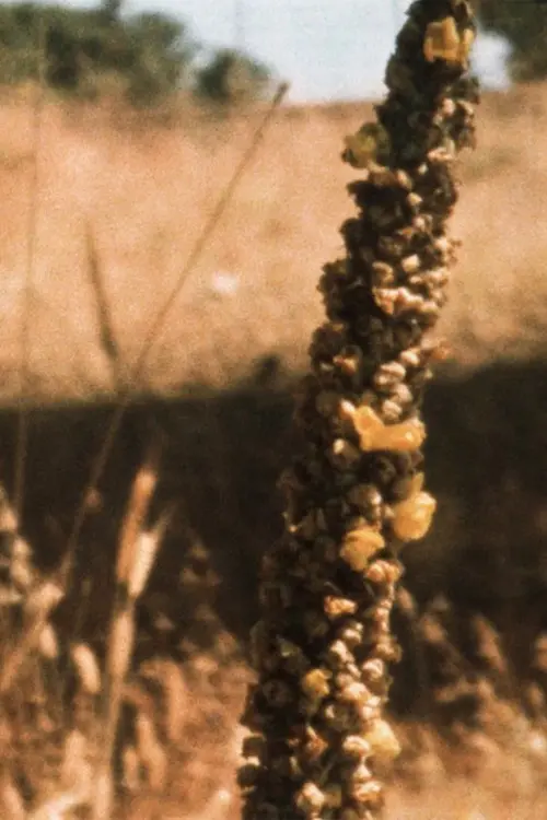 Постер до фільму "Bees in the Hills"