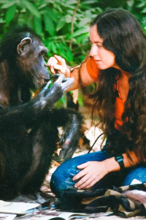 Постер до фільму "Lucy the Human Chimp"