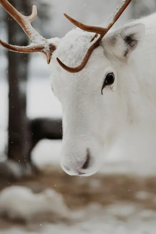 Постер до фільму "Världens räddaste ren"