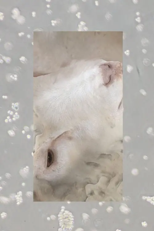 Постер до фільму "HeLa et al."