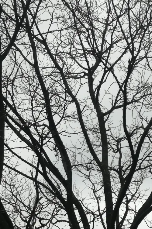 Постер до фільму "Tree Limbs"