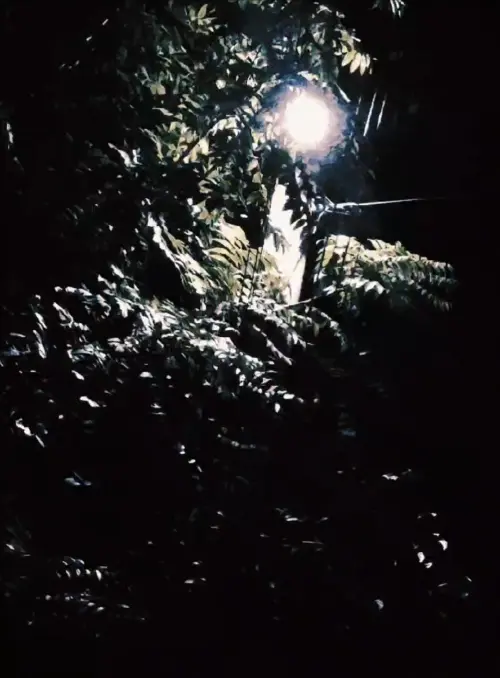 Постер до фільму "тревожное гуляние с собакой 3:42-3:45"